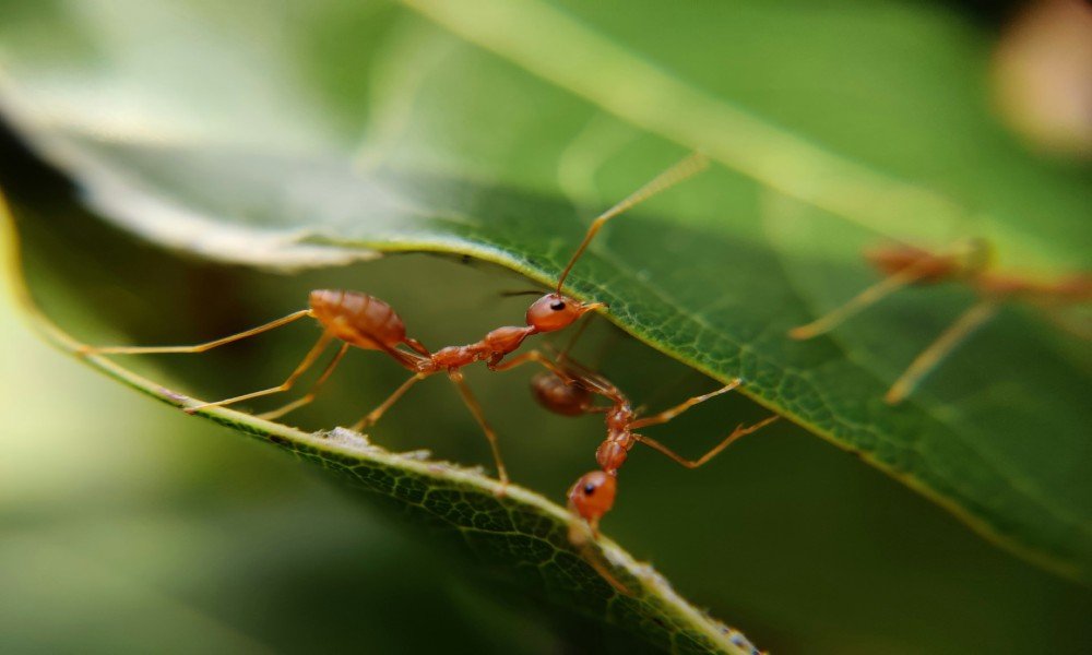 What do Ants do for the Environment - Revealing their Hidden Role